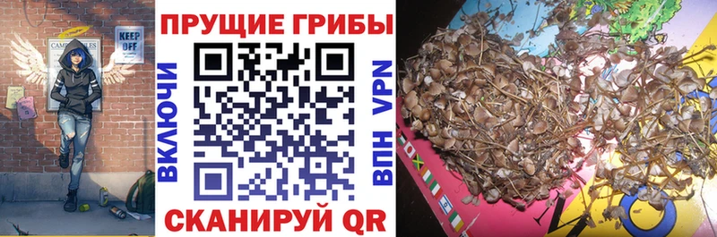 Галлюциногенные грибы мицелий  дарнет шоп  Грязовец 